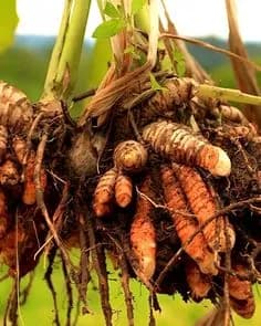 Harvesting