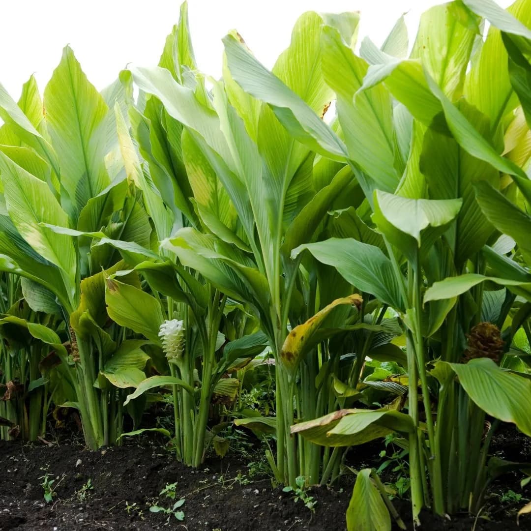 Turmeric Farm